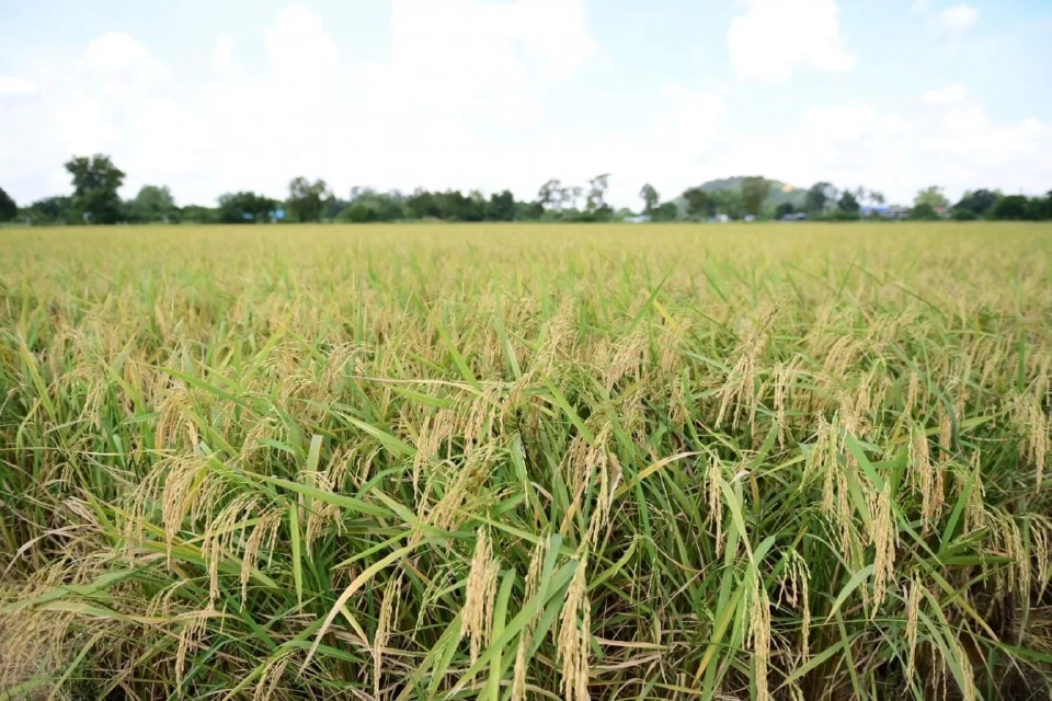 พาณิชย์ หาช่องส่งออกข้าวไทย บุกตลาดญี่ปุ่น หลังราคาข้าวพุ่ง 60%