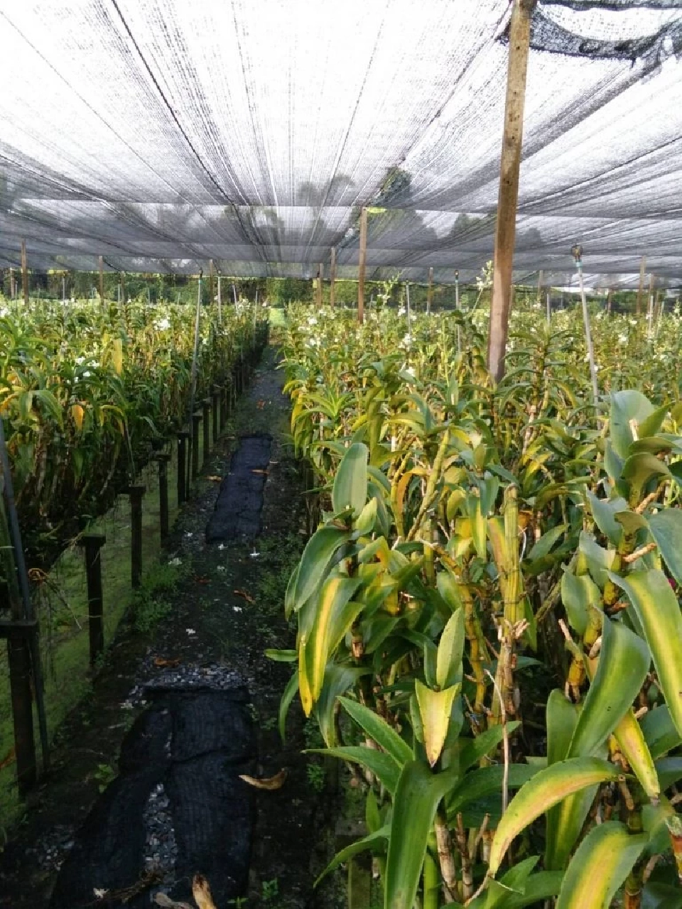 เกษตรฯ เตือน “น้ำเค็มรุกสวนกล้วยไม้” รับมือช่วงแล้ง