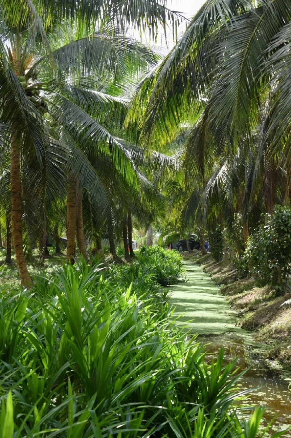 รมว.เกษตรฯ ลงพื้นที่ตรวจแปลงใหญ่มะพร้าวน้ำหอม เร่งผลักดันพืชเศรษฐกิจ