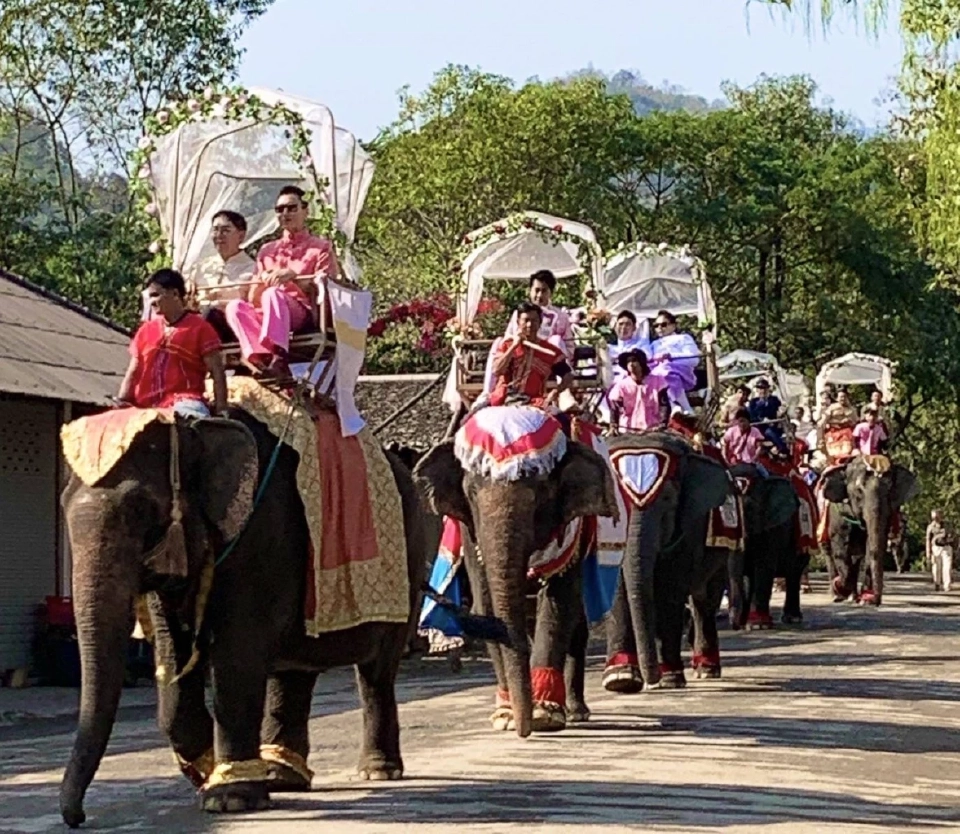 วิวาห์ไร้พรมแดน! เชียงใหม่จัดสมรส LGBTQ+ บนหลังช้าง