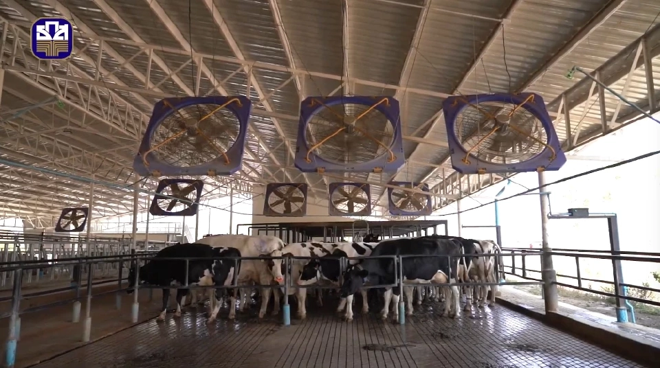 “อำพันฟาร์ม” ฟาร์มโคนมทันสมัย สร้างมาตรฐานใหม่ พลิกโฉมเกษตรไทย