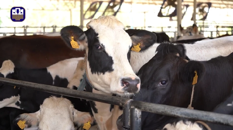 “อำพันฟาร์ม” ฟาร์มโคนมทันสมัย สร้างมาตรฐานใหม่ พลิกโฉมเกษตรไทย