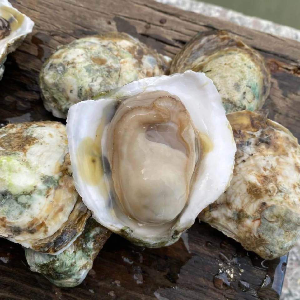 "หอยนางรม" สินค้าเกษตรมูลค่าสูงสุราษฎร์ฯ สร้างรายได้ 68 ล้าน/ปี