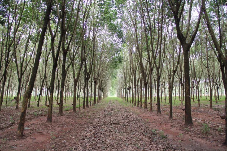 เกษตรฯ ไล่บี้บิ๊กบริษัทคืนราคาให้ชาวสวนยาง 3-10.3 บาทต่อกิโลกรัม