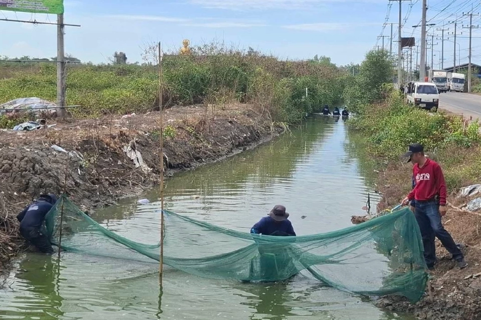 สมุทรสงครามไม่หยุดจับ“ปลาหมอคางดำ” ลุยดำเนินการต่อเนื่อง
