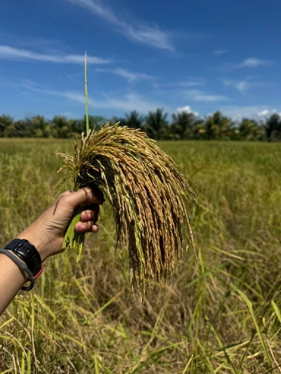 "โรงสีข้าวพิกุลทองตากใบ" ศูนย์เรียนรู้ต้นแบบเศรษฐกิจพอเพียง