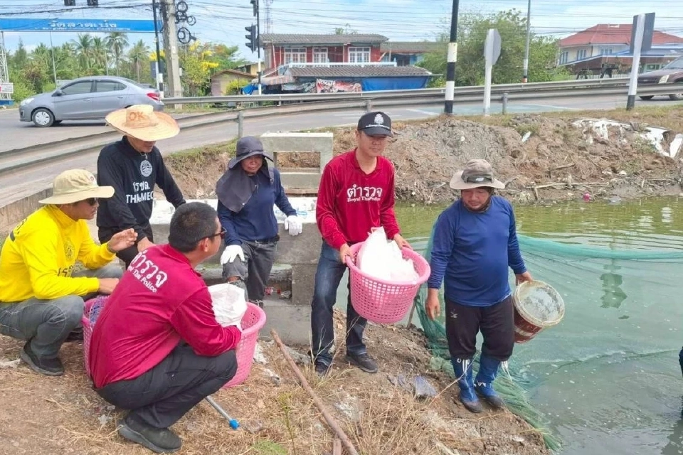 สมุทรสงครามไม่หยุดจับ“ปลาหมอคางดำ” ลุยดำเนินการต่อเนื่อง