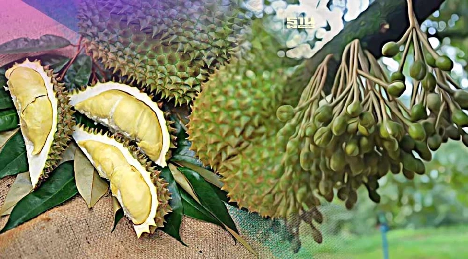 ภาพประกอบข่าว ทุเรียนนครศรีธรรมราช