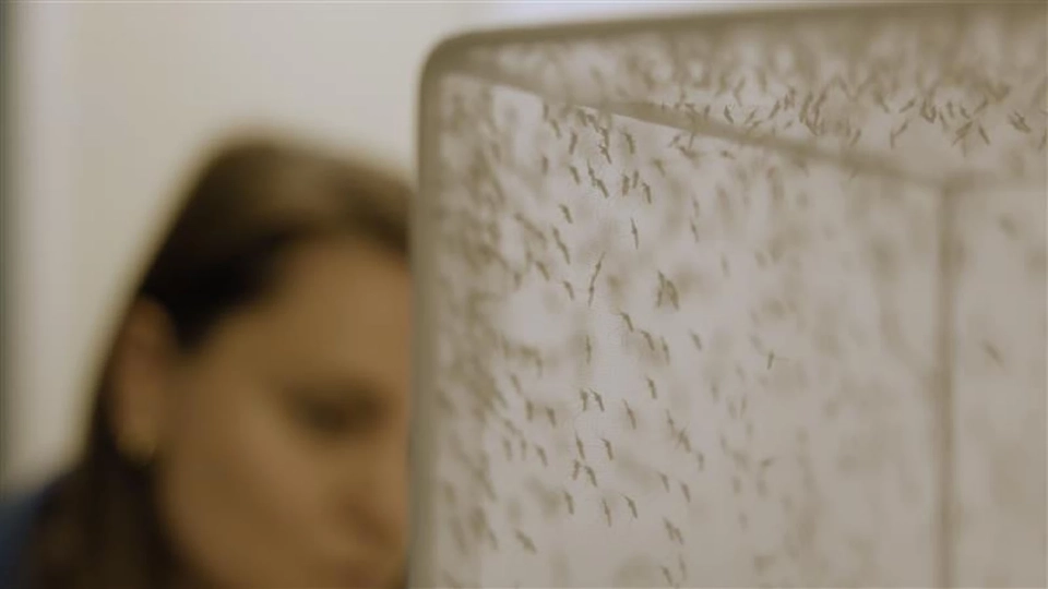 “ซินเจนทา” เปิดตัวนวัตกรรมรับมือมาลาเรีย ลดการแพร่กระจายของโรค