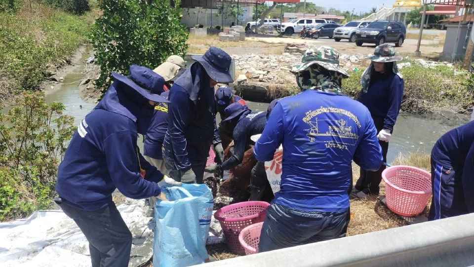 สมุทรสงครามไม่หยุดจับ“ปลาหมอคางดำ” ลุยดำเนินการต่อเนื่อง