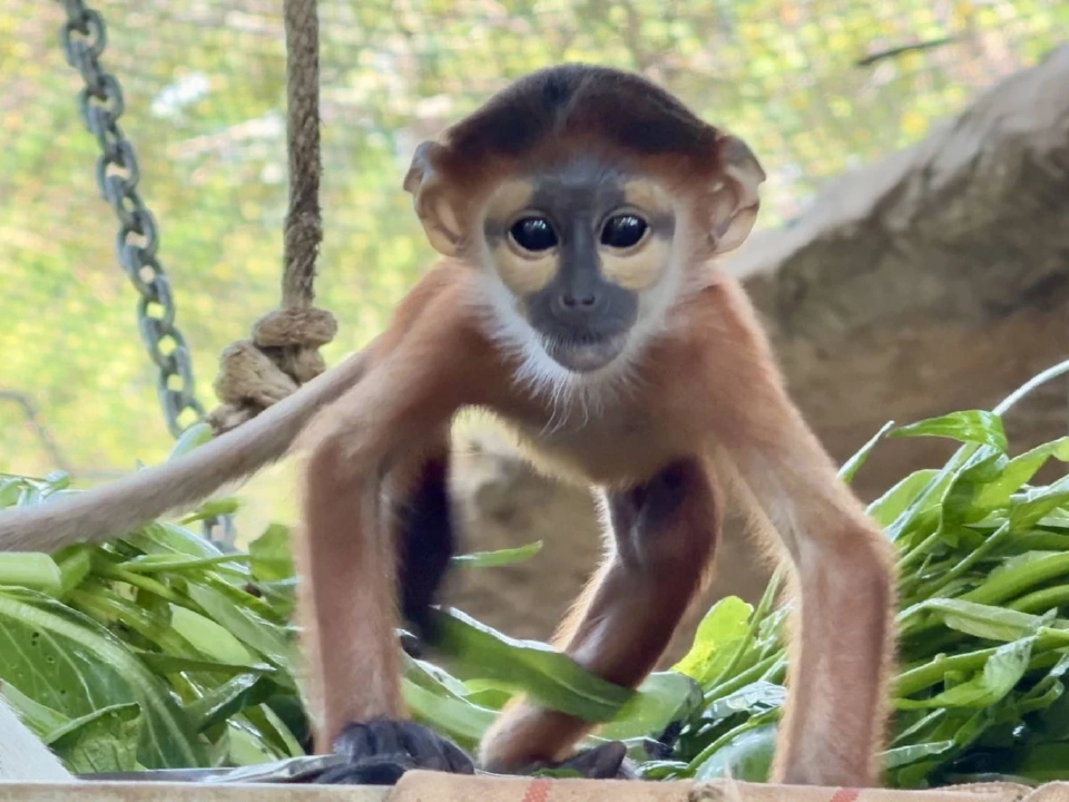 ส่องตัวตึงล่าสุดสวนสัตว์เปิดเขาเขียวไม่ได้มีดีแต่น้องหมูเด้ง