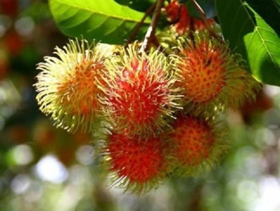 พยากรณ์ผลไม้ปี 68 "ทุเรียน เงาะ มังคุด ลองกอง ลิ้นจี่ ลำไย" 1.6 ล้านตัน