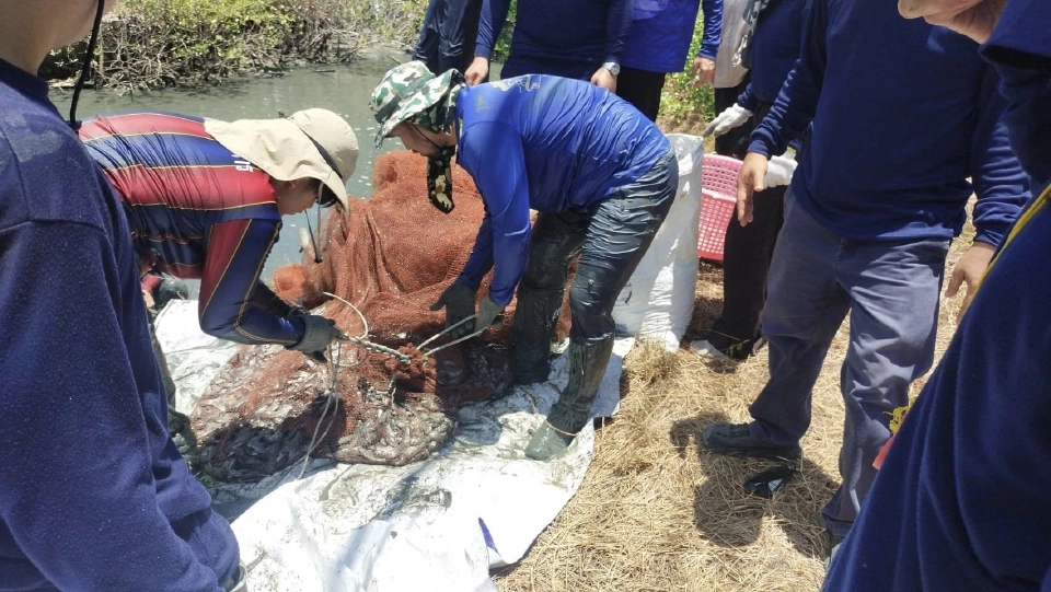 สมุทรสงครามไม่หยุดจับ“ปลาหมอคางดำ” ลุยดำเนินการต่อเนื่อง