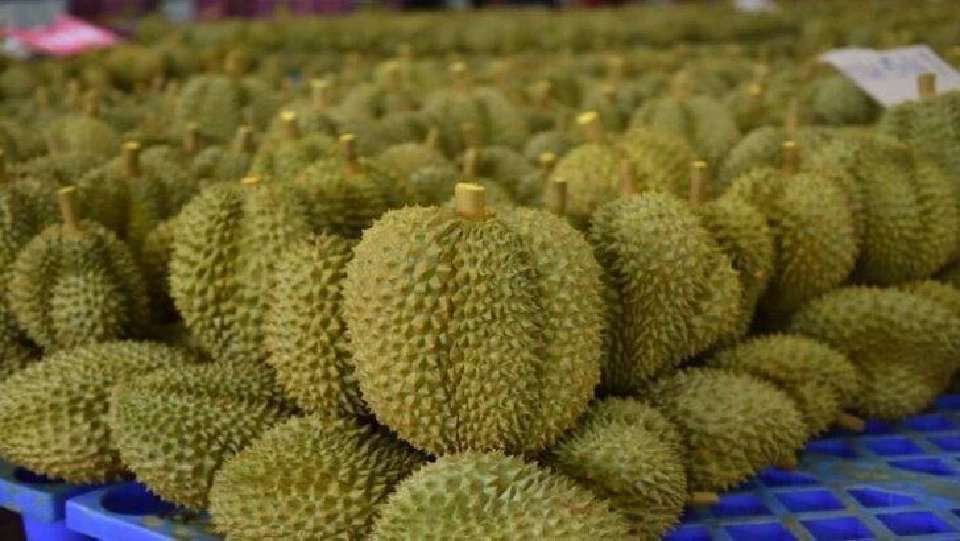 พยากรณ์ผลไม้ปี 68 "ทุเรียน เงาะ มังคุด ลองกอง ลิ้นจี่ ลำไย" 1.6 ล้านตัน