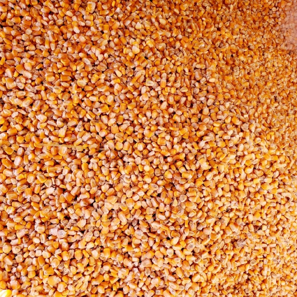 4 สมาคม บุกรัฐสภา 9 เม.ย. ค้านนำเข้าข้าวโพด-ธัญพืช จากสหรัฐฯ แลกลดภาษี