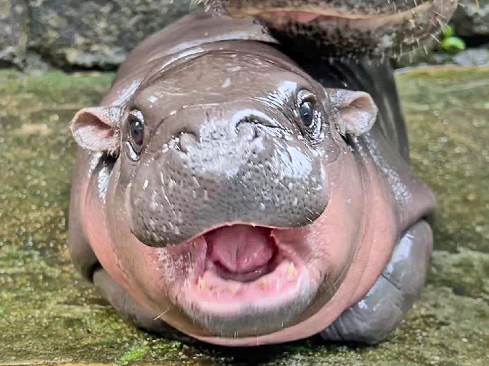 หมูเด้ง