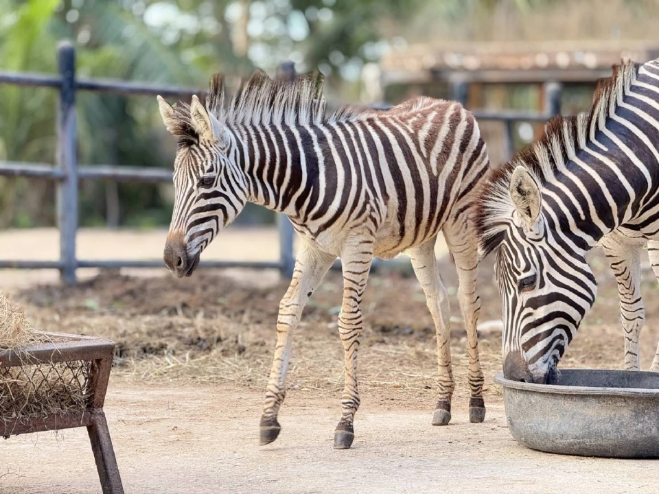ส่องตัวตึงล่าสุดสวนสัตว์เปิดเขาเขียวไม่ได้มีดีแต่น้องหมูเด้ง