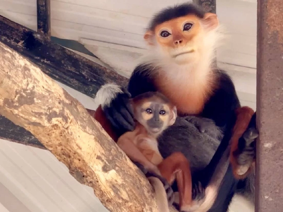 ส่องตัวตึงล่าสุดสวนสัตว์เปิดเขาเขียวไม่ได้มีดีแต่น้องหมูเด้ง