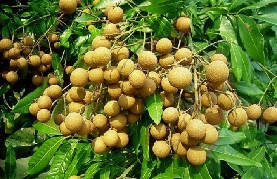 พยากรณ์ผลไม้ปี 68 "ทุเรียน เงาะ มังคุด ลองกอง ลิ้นจี่ ลำไย" 1.6 ล้านตัน