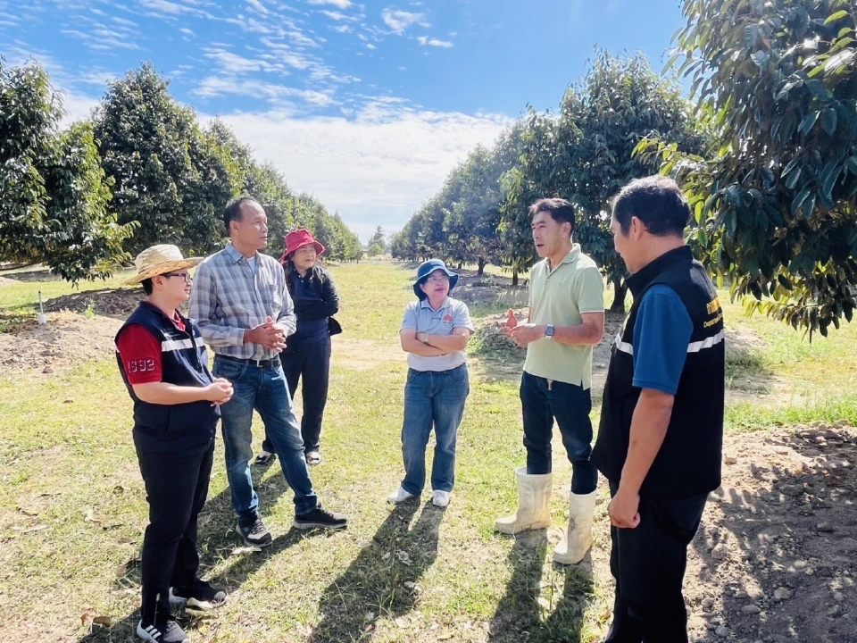 "ทุเรียน-มังคุด-เงาะ-ลองกอง" ทะลักออกสู่ตลาด พ.ค.นี้!