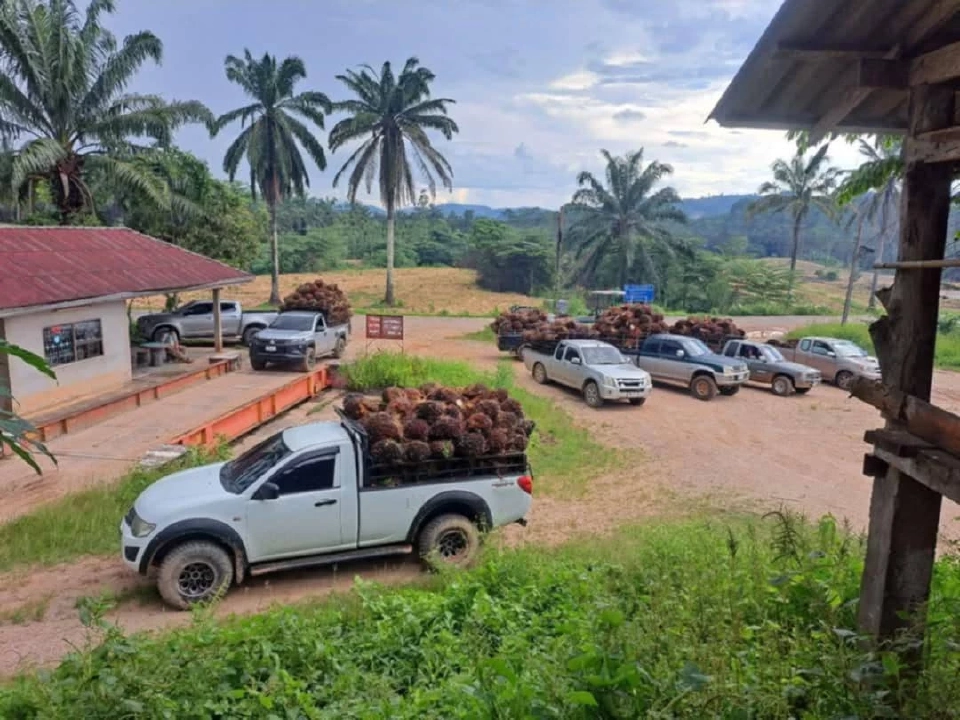 ปาล์มวิกฤต “ล้นลานเท-โรงงานสกัด" ทุบราคาร่วง 4.80 บาทต่อกิโลกรัม