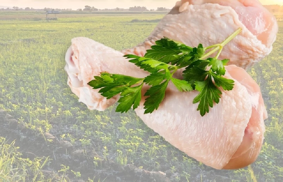 จีน ระงับนำเข้าเนื้อสัตว์ปีก ข้าวฟ่าง จากสหรัฐ เหตุพบสารปนเปื้อน