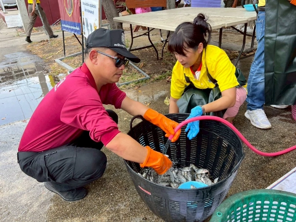 ตำรวจสมุทรสงครามนำร่องฝึกหมัก"น้ำปลาหมอคางดำ" สู่ของดีจังหวัด