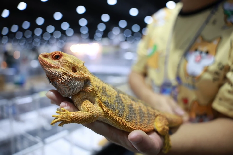 จัดใหญ่ "Pet Expo Thailand 2025" ตั้งเป้าอีก 2 ปี ขึ้นเป็นผู้นำตลาดสัตว์เลี้ยงในเอเชีย