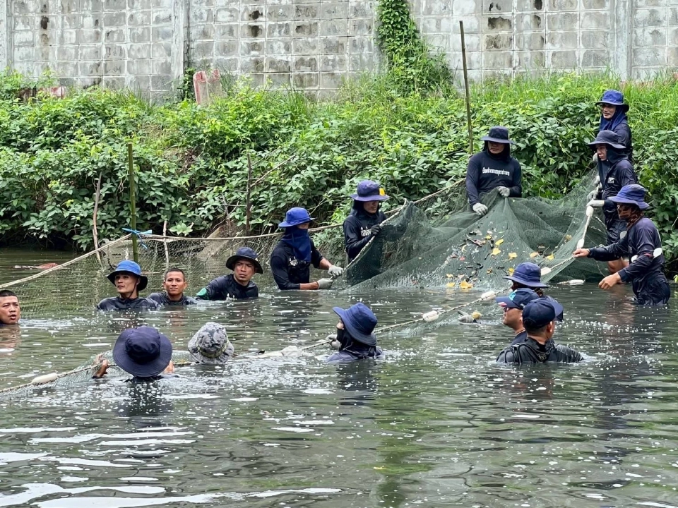 สมุทรปราการตะลุยจับ “ปลาหมอคางดำ”แปรรูปเพิ่มมูลค่าเป็นน้ำปลา
