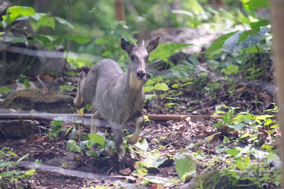 ซีพีผนึกภาครัฐ-ชุมชนปล่อย "กวางผา" สัตว์ป่าสงวนคืนสู่ธรรมชาติ