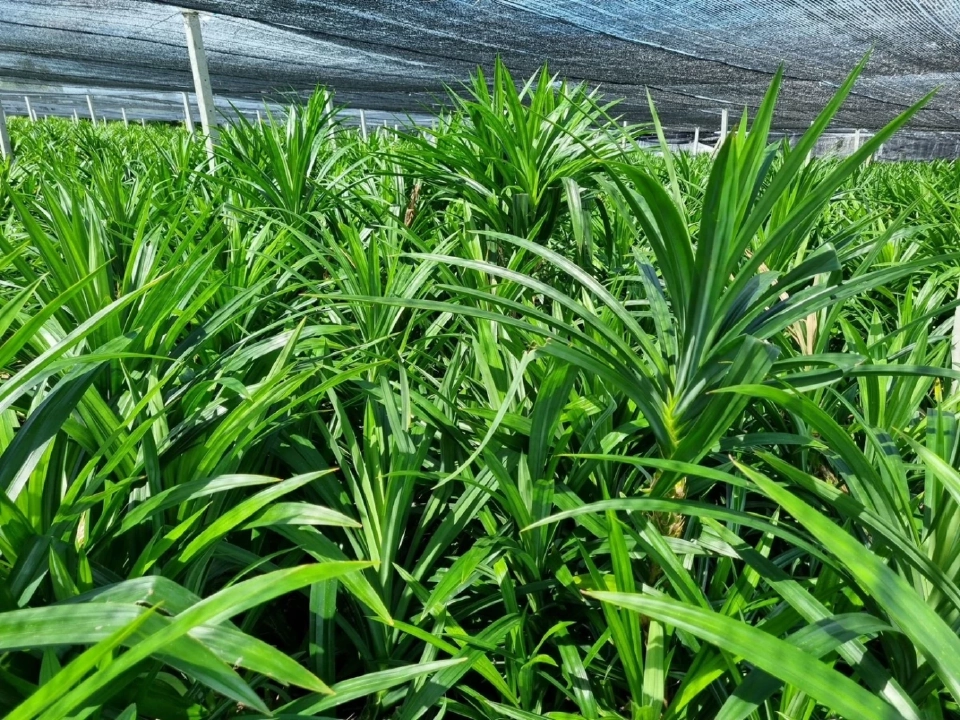 พาณิชย์ขึ้นทะเบียน GI "เตยหอมปทุม" สร้างรายได้เกษตรกร 32 ล้าน/ปี