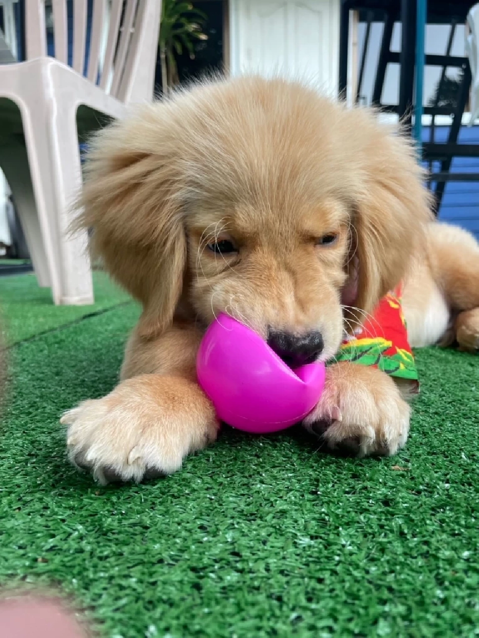 กทม.เคลียร์ข้อบัญญัติใหม่ ควบคุมสัตว์เลี้ยง มีผล 10 ม.ค.69