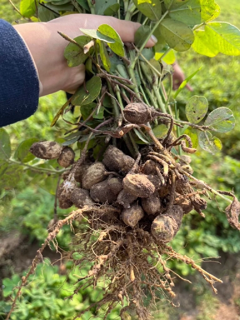 "ถั่วลิสง" สร้างรายได้ดี สศก.แนะเกษตรกรปลูกแทนข้าวนาปรัง