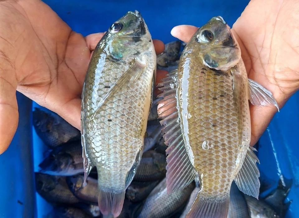 "สารพัดเมนูปลาหมอคางดำ”แปรปัญหาสู่ของอร่อยบนโต๊ะอาหาร