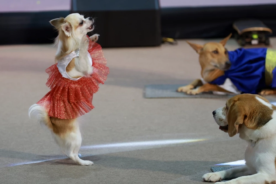 จัดใหญ่ "Pet Expo Thailand 2025" ตั้งเป้าอีก 2 ปี ขึ้นเป็นผู้นำตลาดสัตว์เลี้ยงในเอเชีย