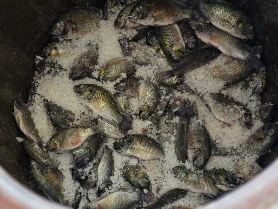 น้ำปลา “ปลาหมอคางดำ” รสชาติใหม่ หอม อร่อย เต็มไปด้วยคุณค่า