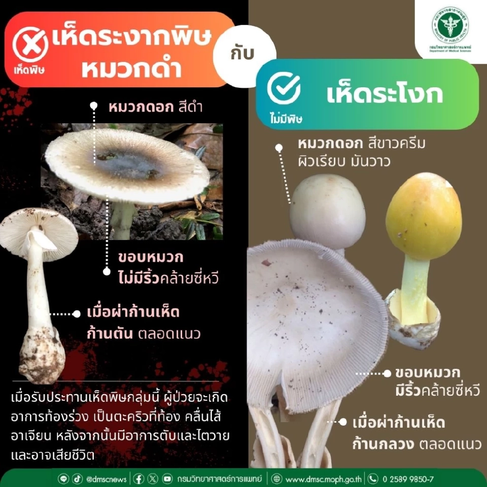 เปิดวิธีสังเกตเห็ดหน้าฝน "กินได้-ไม่ได้" ต่างกันตรงไหน