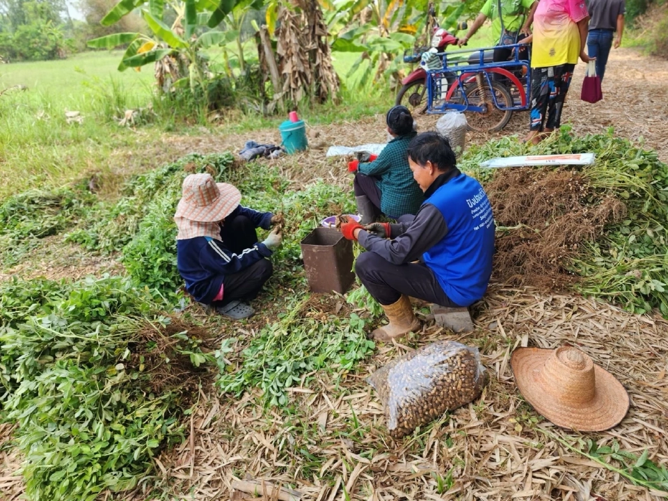 "ถั่วลิสง" สร้างรายได้ดี สศก.แนะเกษตรกรปลูกแทนข้าวนาปรัง