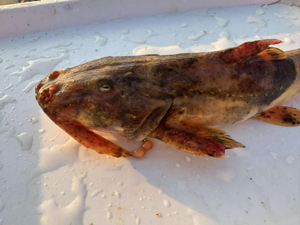 แร่ Rare Earth จากเหมืองเมียนมาสู่วิกฤติสายน้ำไทยเป็นพิษ