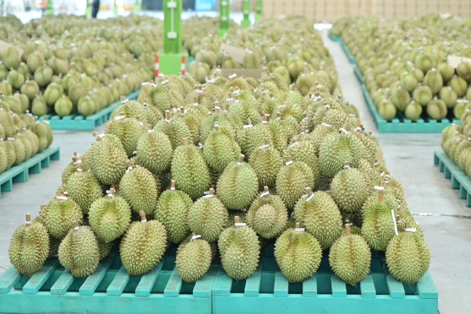 “แพทองธาร” บุกจันทบุรี รับฟังปัญหาผลไม้ ดันเพิ่มขีดแข่งขันส่งออก