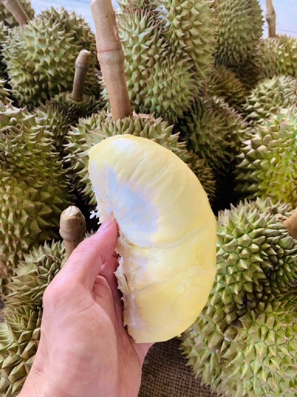 เปิดพิกัด\"บุฟเฟ่ต์ทุเรียน 2568\" ทั่วไทย กินไม่อั้นหนึ่งปีมีครั้งเดียว
