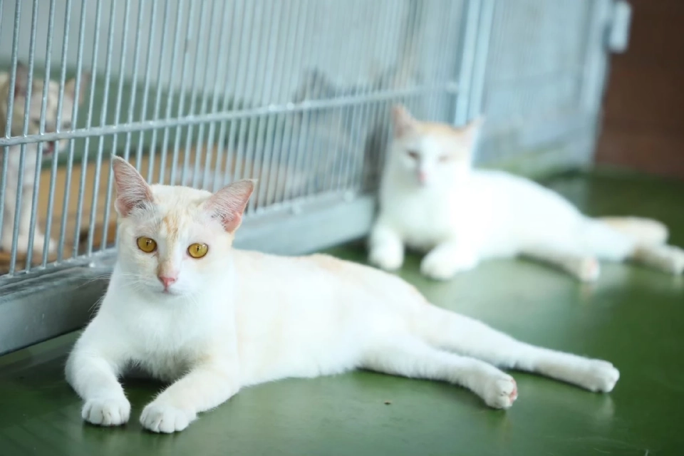 กทม.เคลียร์ข้อบัญญัติใหม่ ควบคุมสัตว์เลี้ยง มีผล 10 ม.ค.69