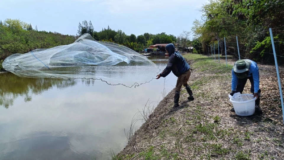 ประมงสมุทรสงครามปูพรมจับ “ปลาหมอคางดำ” ต่อเนื่องแบบไม่พัก