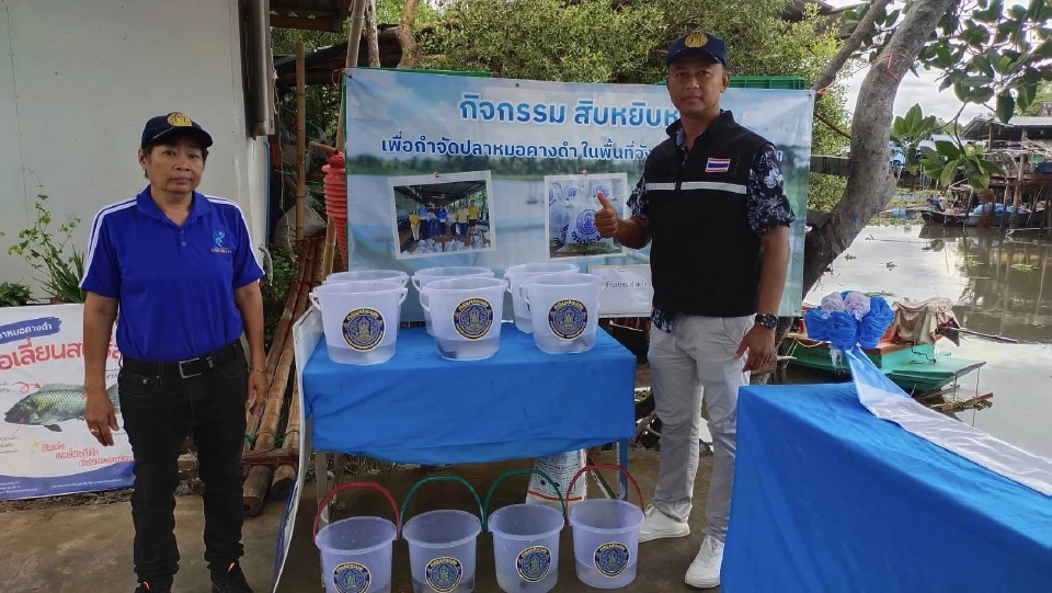 ประมงสมุทรสงครามปูพรมจับ “ปลาหมอคางดำ” ต่อเนื่องแบบไม่พัก