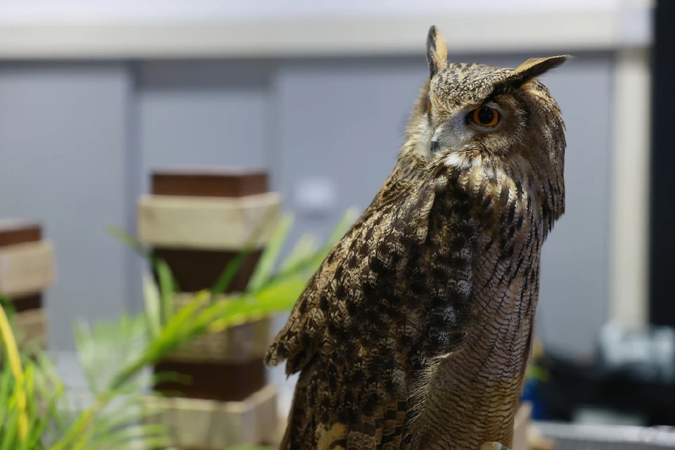 จัดใหญ่ "Pet Expo Thailand 2025" ตั้งเป้าอีก 2 ปี ขึ้นเป็นผู้นำตลาดสัตว์เลี้ยงในเอเชีย