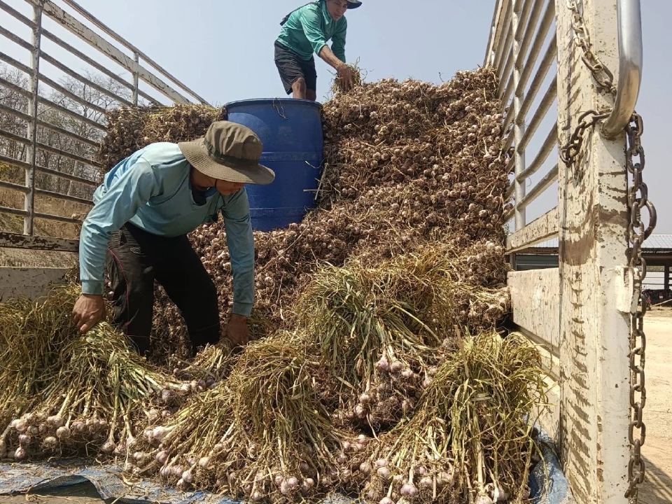 พาณิชย์ เร่งระบายกระเทียม 100 ตัน ขายผ่านธงฟ้า-อีคอมเมิร์ซ ช่วยเกษตรกร