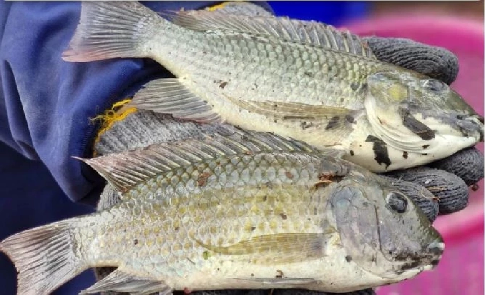 ปลาหมอคางดำ อยู่ในทะเลไม่ได้ ซากเกยหาด ตอกย้ำข้อจำกัดทางชีวภาพ