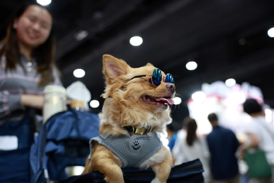 จัดใหญ่ "Pet Expo Thailand 2025" ตั้งเป้าอีก 2 ปี ขึ้นเป็นผู้นำตลาดสัตว์เลี้ยงในเอเชีย