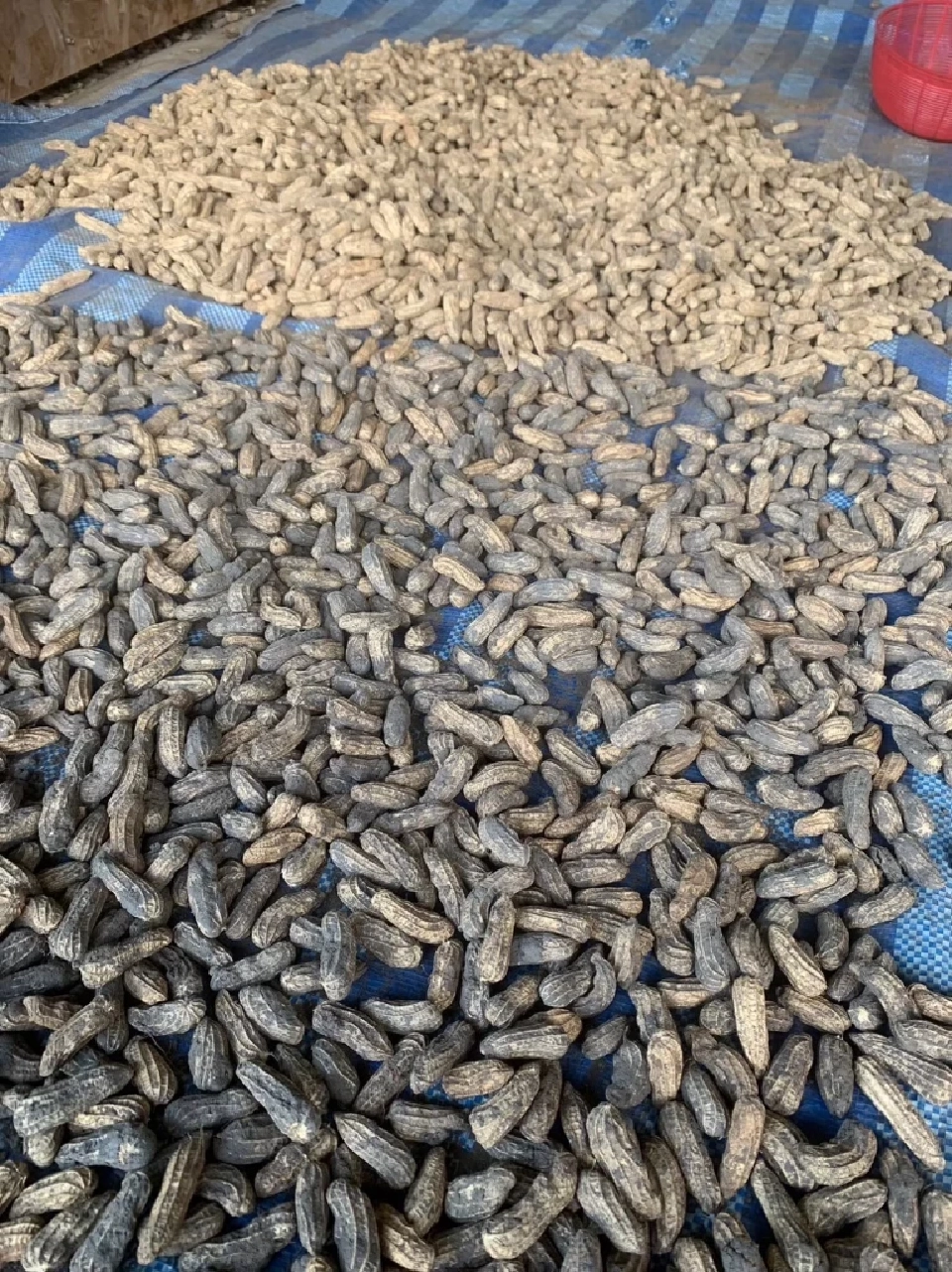 "ถั่วลิสง" สร้างรายได้ดี สศก.แนะเกษตรกรปลูกแทนข้าวนาปรัง