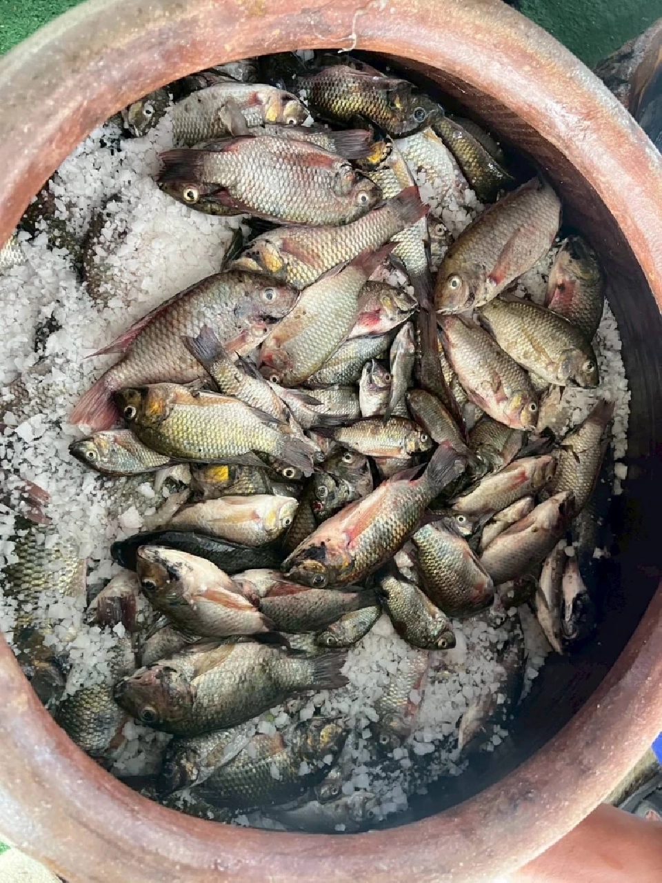 สมุทรปราการตะลุยจับ “ปลาหมอคางดำ”แปรรูปเพิ่มมูลค่าเป็นน้ำปลา